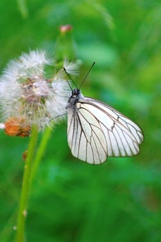 Butterfly on the dandelion. Shallow DOF.