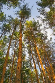 Summer nature with pines on blue sky 