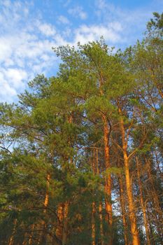 Summer nature with pines on blue sky 