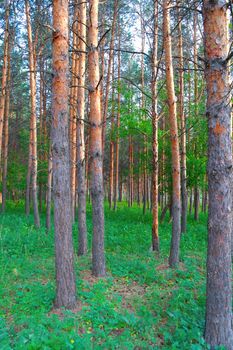 Beautiful summer landscape in forest with pines and green grass