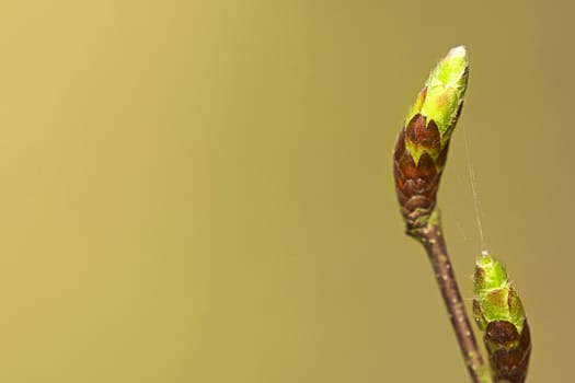 A spring background, a flowering plant