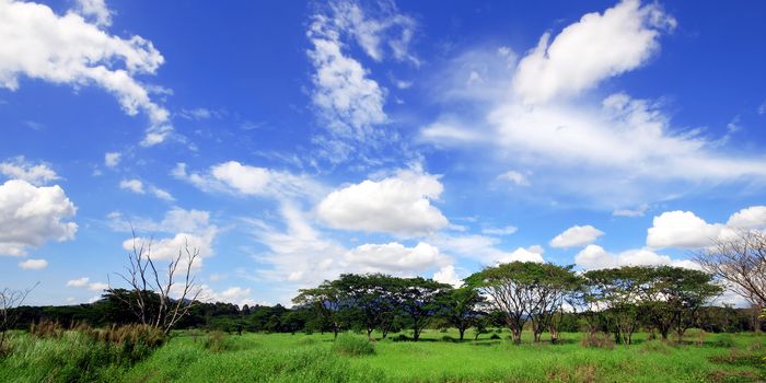 Green forest with beautiful sky