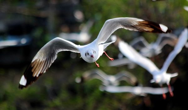 Seasonal migratory Seagull along the Gulf of Thailand
