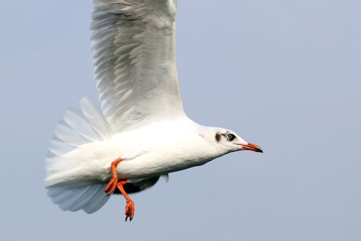 Seagull flying against the beautiful sky