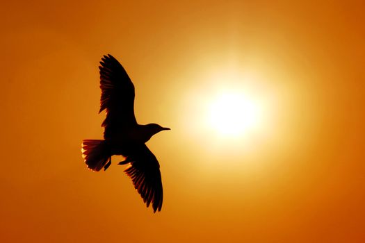 Silhouette of seagull flying to the sun