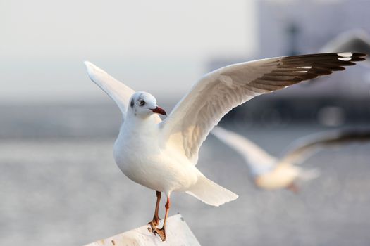 Seasonal migratory seagull along the Gulf of Thailand