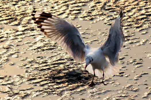 Seagull landing on the ground