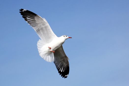 Seagull flying against the beautiful sky