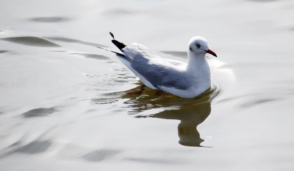 Seasonal migratory seagull along the Gulf of Thailand