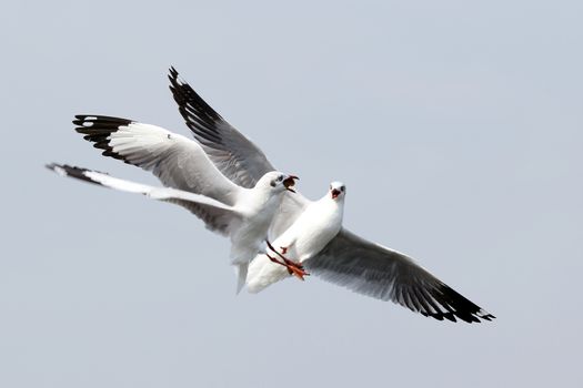 Two seagulls fighting in the air
