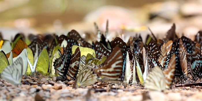 Beautiful butterfly in the natural