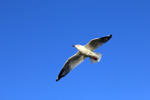 Seagull Flying Against the Beautiful Sky