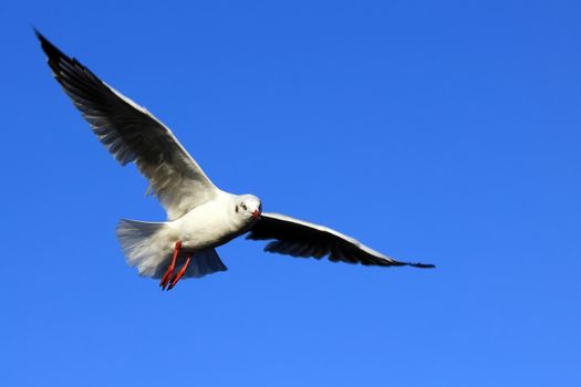 Seagull Flying Against the Beautiful Sky