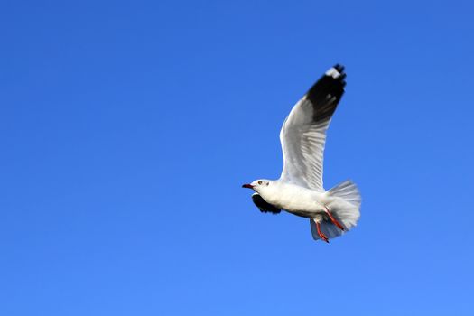 Seagull Flying Against the Beautiful Sky