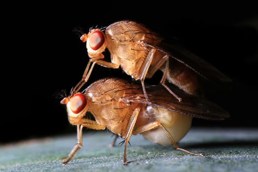 two fly mating in the natural