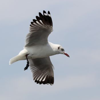 flying seagull on beautiful sky background