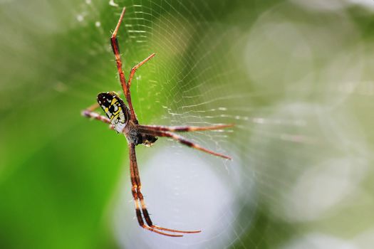 A spider on the spider web