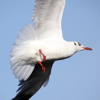 closeup of the flying seagull on beautiful sky background