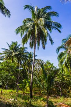 grove of coconut trees on a sunny day in Thailand