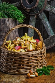 Still life of yellow boletus mushrooms in a basket