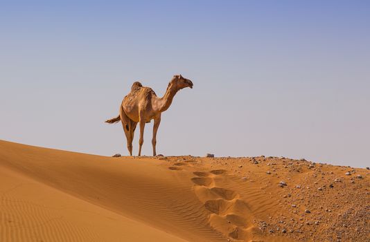 Desert landscape with camel. Sand, camel and blue sky with clouds. Travel adventure background.