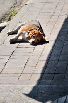 Dog sunbathe on sidewalk, Thailand

