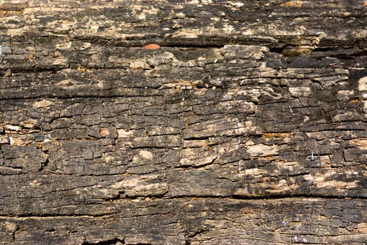 detail of natural wood texture,shallow focus