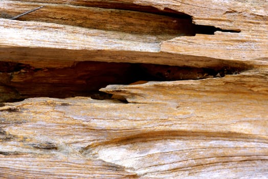 detail of natural wood texture,shallow focus