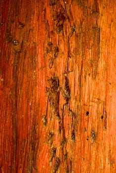 detail of natural wood texture ,shallow focus