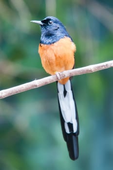 White-Rumped Shama(Copsychus malabaricus) in the nature