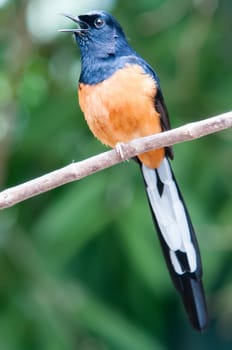 White-Rumped Shama(Copsychus malabaricus) in the nature