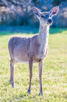 white tail deer bambi in the wild