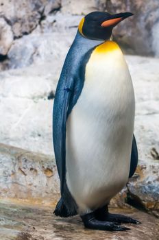 penguin portrait