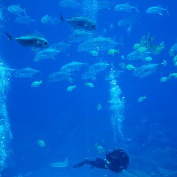 scuba diver with fish in ocean