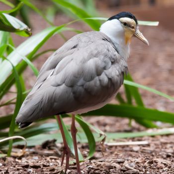 The Masked Lapwing (Vanellus miles),previously known as the Masked Plover and often called the Spur-winged Plover or just Plover it's a native bird to Australia and self-introduced bird to New Zealand
