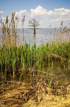 nature around mattamuskeet lake north carolina