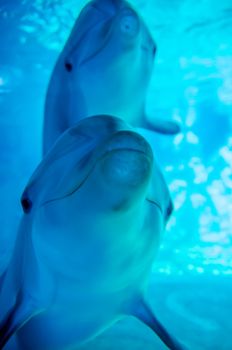 dolphin posing for a camera closeup