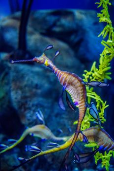 Weedy Seadragon (Phyllopteryx taeniolatus), Looks like a seaweed!