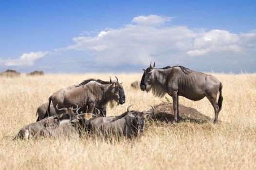 herd of white bearded wildebeest (Connochaetes tuarinus mearnsi) resting on pastures of  Maasai Mara National Reserve, Kenya 