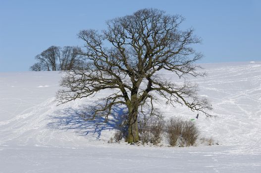 Tree on hill at winter. The ground is coverd with snow.