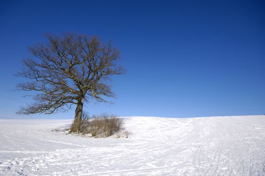 Tree on hill at winter. The ground is coverd with snow.