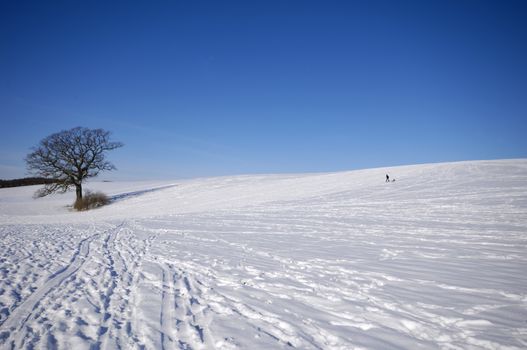 Tree on hill at winter. The ground is coverd with snow.