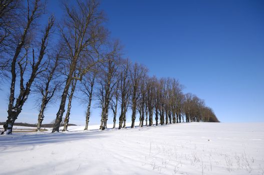 Trees at winter time. The sun is shining and the sky is blue. The ground is coverd with snow.