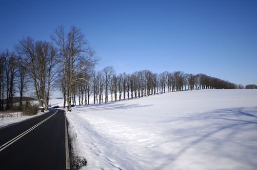 Trees at winter time. The sun is shining and the sky is blue. The ground is coverd with snow.