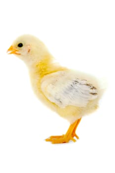 Sweet baby chicken is standing on a clean white background.