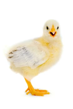 Sweet baby chicken is standing on a clean white background.