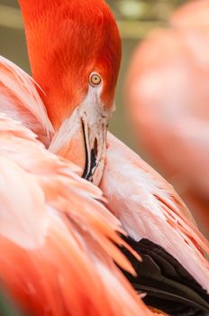 pink flamingo at a zoo