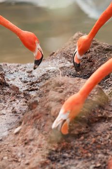 pink flamingo at a zoo