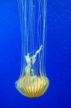 poison jellyfish with blue background