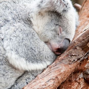 adorable koala bear taking a nap sleeping